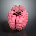 Brain Human Organ Human Tissue Human Body Structure Human Anatomy Human Specimen Medical Model Hand-made 3d model