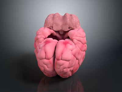 Highly Detailed 3D Human Brain Anatomical Model Medical Device For Medical Education And Training 3d model