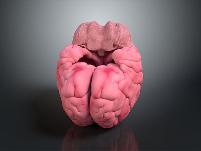 Brain Human Organ Human Tissue Human Body Structure Human Anatomy Human Specimen Medical Model Hand-made 3d model