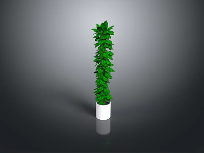 Tall Green Plant in White Pot with Gray Gradient Background 3d model
