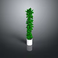 Tall Green Plant in White Pot with Gray Gradient Background
