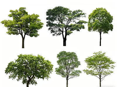 Different Types of Green Leafy Arbor Trees with Varied Canopy Shapes Isolated on White Background 3d model