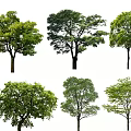 Different Types of Green Leafy Arbor Trees with Varied Canopy Shapes Isolated on White Background
