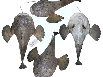 Four Fresh Whole Anglerfish Displayed In Different Positions With Natural Features 3d model