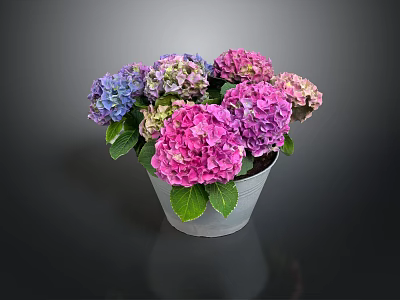 Colorful Hydrangea Flowers Arrangement In Metal Pot With Purple Pink Blooms And Green Leaves 3d model