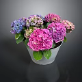 Colorful Hydrangea Flowers Arrangement In Metal Pot With Purple Pink Blooms And Green Leaves