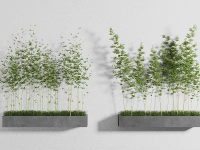 Two Green Bamboo Bonsai Plants in Gray Rectangular Pots on White Wall 3d model