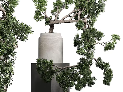 Decorative Bonsai Plant With Lush Green Foliage And Twisted Branches In Concrete Pot 3d model