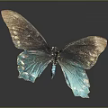 Butterfly with Brown and Teal Iridescent Spread Wings on Dark Background