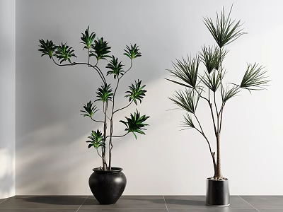 Bonsai Potted Plants With Black Silver Pots And Wide Slender Leaves For Indoor Decoration 3d model