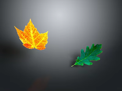 Vibrant Autumn Orange Maple Leaf and Fresh Green Oak Leaf Natural Plant Specimens 3d model