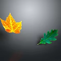 Vibrant Autumn Orange Maple Leaf and Fresh Green Oak Leaf Natural Plant Specimens