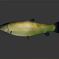 Golden Green Aquatic Fish With Shiny Scales Black Fins And Tail On Grey Background Reflection