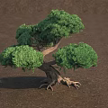 Arbor With Lush Green Foliage Curved Trunk and Exposed Roots on Brown Ground Surface