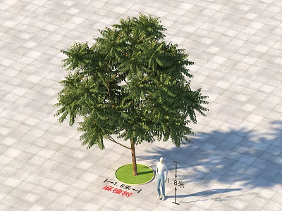 Tall Green Arbor Growing In Paved Square With Grass Lawn Person Standing And Lamp Post 3d model