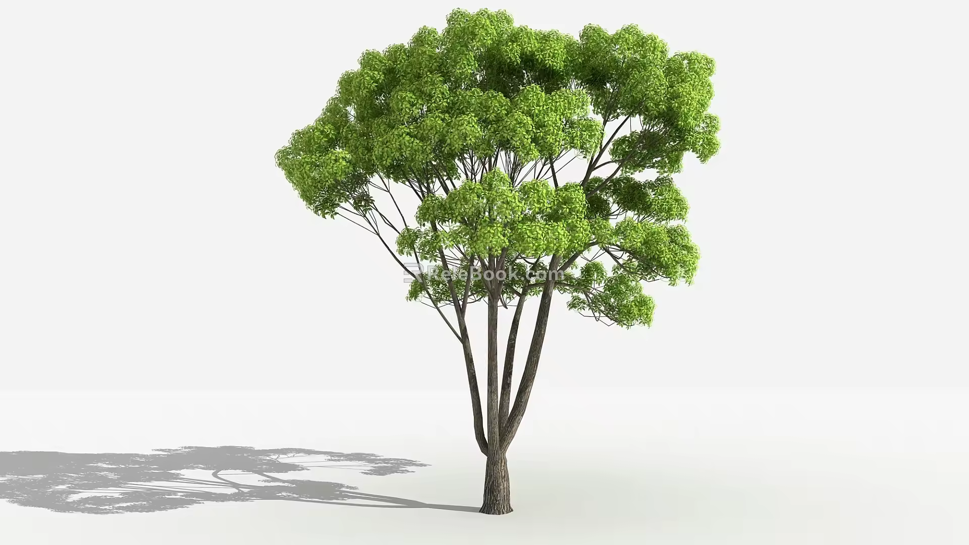 Modern tree small leaf camphor 3d model