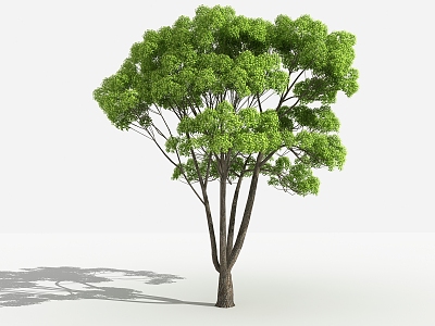 Modern tree small leaf camphor model