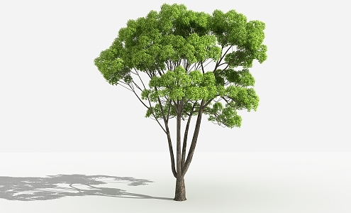 Modern tree small leaf camphor 3d model