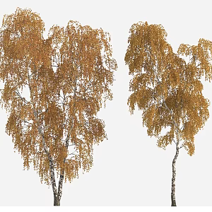 tree autumn tree big tree yellow leaf tree 3d model