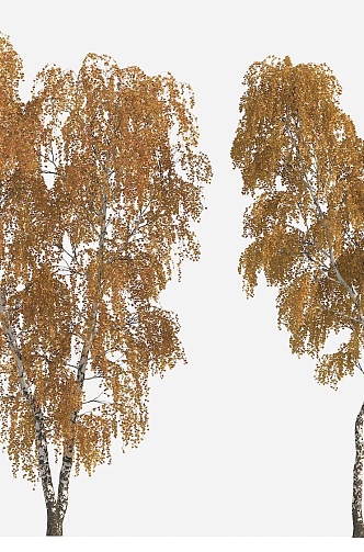 tree autumn tree big tree yellow leaf tree 3d model