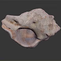 modern conch bone snail field snail shellfish marine animal 3d model
