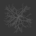 Tall Leafless Arbor Tree With Bare Branches Against Black Background And Human Silhouette