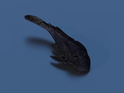 Detailed View Of Black Aquatic Fish With Unique Body Shape Against Blue Background 3d model