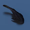 Detailed View Of Black Aquatic Fish With Unique Body Shape Against Blue Background