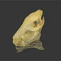 Detailed Animal Skull Anatomy With Visible Teeth And Bone Structure On Blue Stand