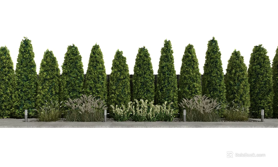 Evergreen Arborvitae Trees Neatly Arranged In Garden Landscape With Low Growing Herbs 3d model 