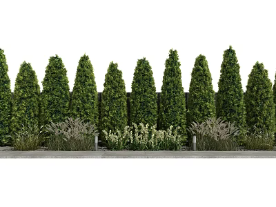 Evergreen Arborvitae Trees Neatly Arranged In Garden Landscape With Low Growing Herbs 3d model