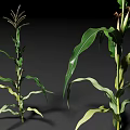 Healthy Corn Plants With Green Leaves Developing Ears And Tassels