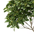 Lush Bonsai Tree With Green Leaves And Umbrella Shaped Canopy In Silver Metal Pot