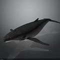 Realistic 3D Whale Model with Detailed Body Fins and Dark Background