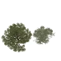 Two Arbors With Lush Foliage Broad Crowns Sturdy Trunks And Exposed Roots