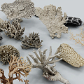 Modern Coral 3d model