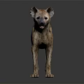 Lifelike Spotted Hyena 3D Model Standing On Black Background With Detailed Features