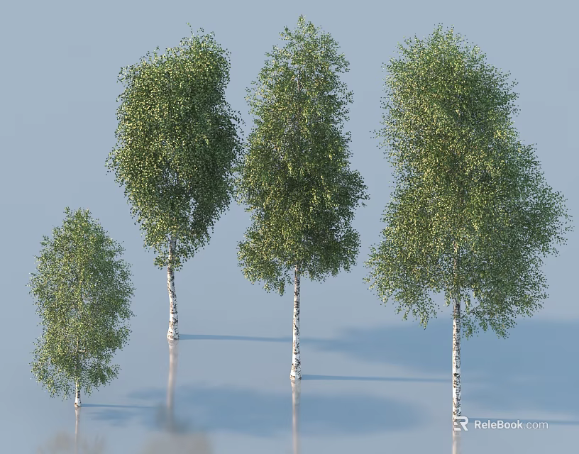 White Birch Trees With Various Sizes And Lush Green Foliage 3d model