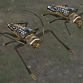 Two Reptiles With Black White Patterns And Long Legs On Natural Ground