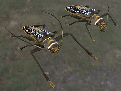 Two Reptiles With Black White Patterns And Long Legs On Natural Ground 3d model