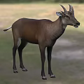 Ma's Wu Horn Deer Huo's 3d model