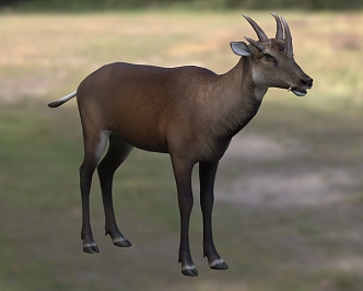 Ma's Wu Horn Deer Huo's 3d model