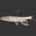 Catfish Carp Sturgeon Bass Freshwater Fish Various Carp Grass Carp Crucian Carp 3d model