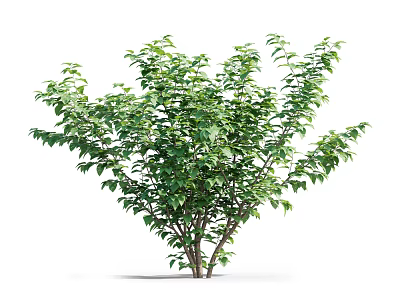 Healthy Lush Green Shrub With Vibrant Foliage And Dense Branch Structure 3d model