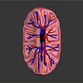 Commercial 3D Human Kidney Anatomical Model With Detailed Blood Vessel Structure