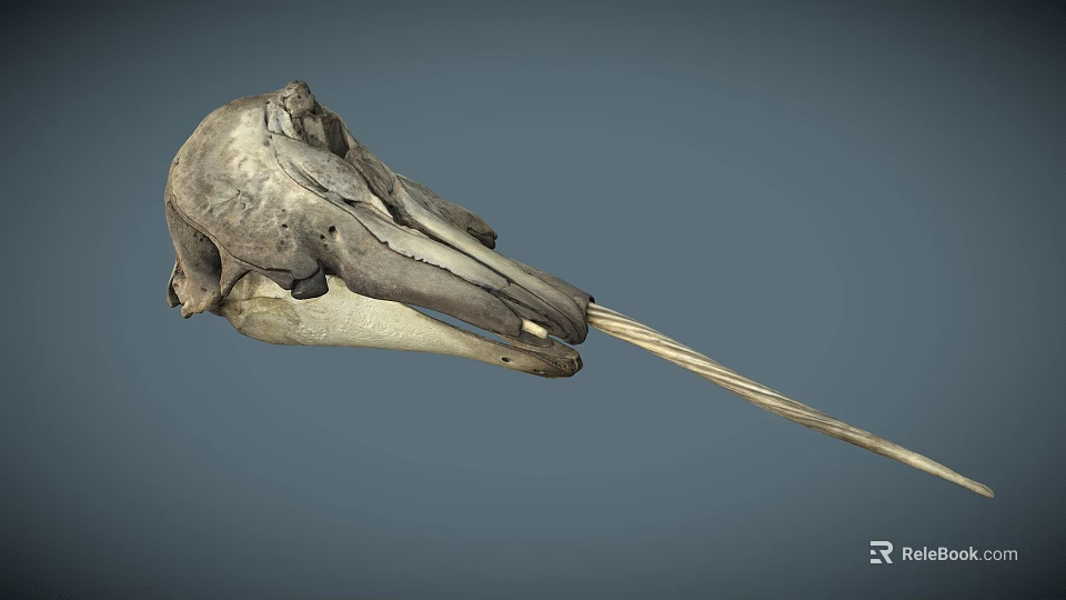Detailed Bird Skull With Long Beak Displayed On Gray Background 3d model 