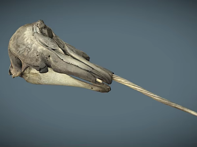 Detailed Bird Skull With Long Beak Displayed On Gray Background 3d model