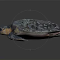 Reptile Sea Turtle With Mottled Shell White Spots And Colorful Body On Dark Background