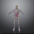Detailed 3D Human Anatomy Model With Visible Internal Organs And Skeletal Structure