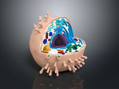 Detailed 3D Rendering of Brain Cell Structure With Nucleus Mitochondria and Surface Projections 3d model